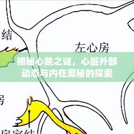 揭秘心跳之谜，心脏外部动态与内在奥秘的探索