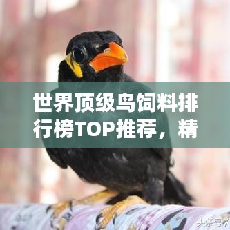 世界顶级鸟饲料排行榜TOP推荐，精选优质饲料喂养爱鸟！