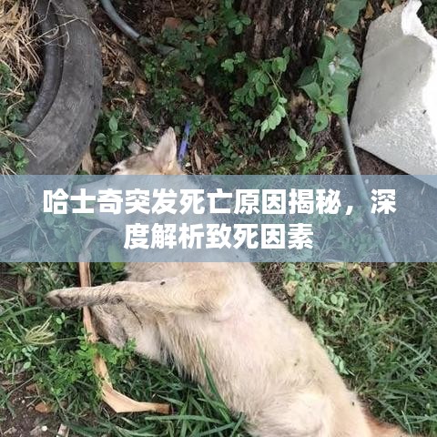 哈士奇突发死亡原因揭秘，深度解析致死因素