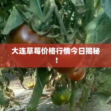 大连草莓价格行情今日揭秘！
