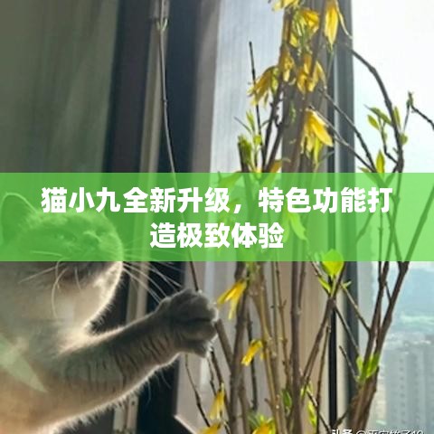 猫小九全新升级，特色功能打造极致体验