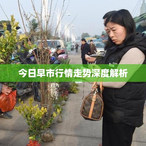 今日早市行情走势深度解析