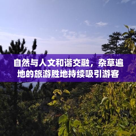 自然与人文和谐交融，杂草遍地的旅游胜地持续吸引游客