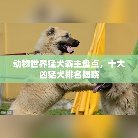 动物世界猛犬霸主盘点，十大凶猛犬排名揭晓