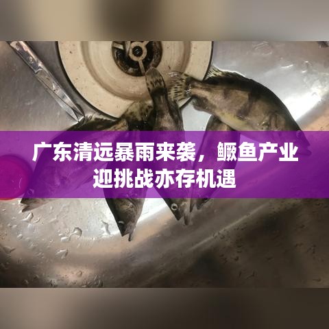广东清远暴雨来袭，鳜鱼产业迎挑战亦存机遇