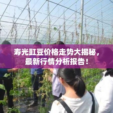 寿光豇豆价格走势大揭秘，最新行情分析报告！