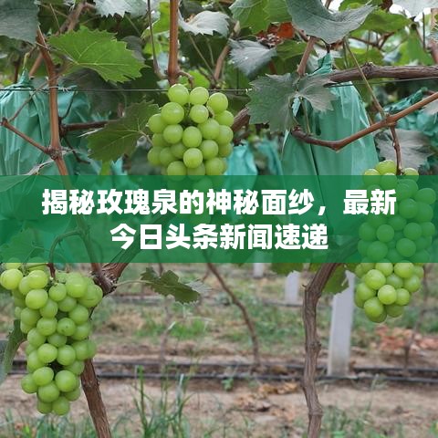 揭秘玫瑰泉的神秘面纱，最新今日头条新闻速递