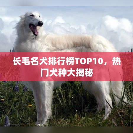 长毛名犬排行榜TOP10，热门犬种大揭秘