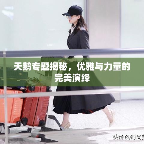 天鹅专题揭秘，优雅与力量的完美演绎