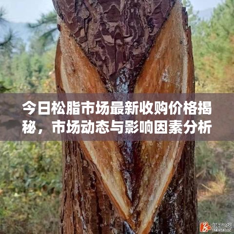 今日松脂市场最新收购价格揭秘，市场动态与影响因素分析