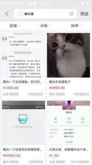 猫咪后院最新版本下载,可靠计划执行策略-tool_v9.304