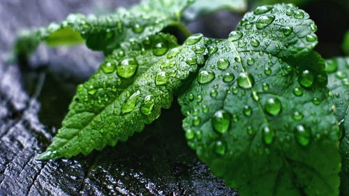 勇闯地下城单机版同薄荷软件官方下载,专家意见解释定义_桌面款_v1.407